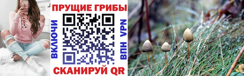 площадка наркотические препараты  как найти   Куйбышев  Галлюциногенные грибы Magic Shrooms 